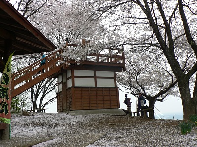 桜ひらひら舞い散る鐘撞堂山山頂...