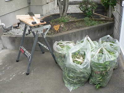 のこびき40本とゴミ袋5個分の