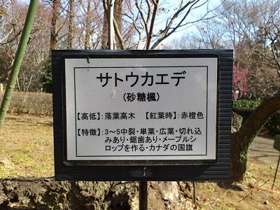 サトウカエデは砂糖楓