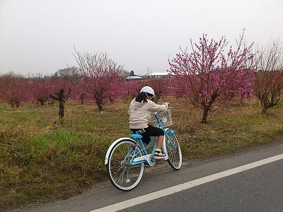 自転車散歩と桃の花