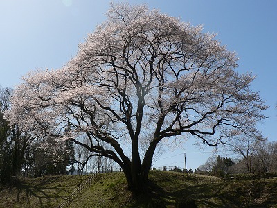 鉢形城の桜・エドヒガン2013