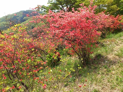 金尾山つつじまつりでタローを探...