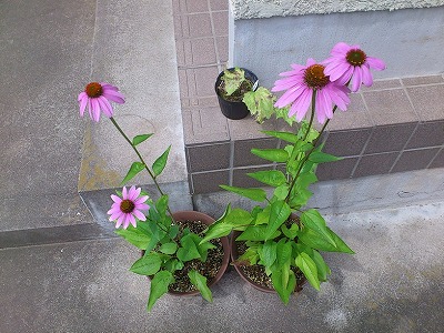 エキナセアの花が咲きました