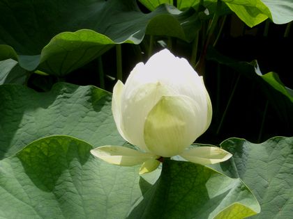 白い蓮 ハス の花が咲いていました Shibataのblog Bloguru
