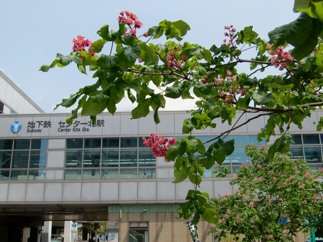 マロニエの街路樹を紅花栃の木 ベニバナ Shibataのblog Bloguru