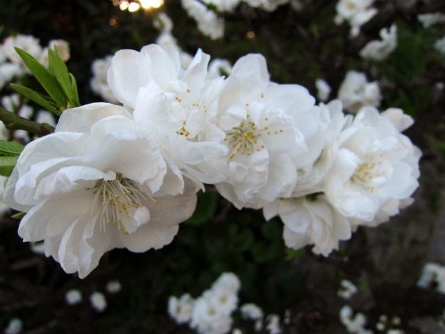 紅白の桃の花 照手桃 テルテモモ Shibataのblog Bloguru