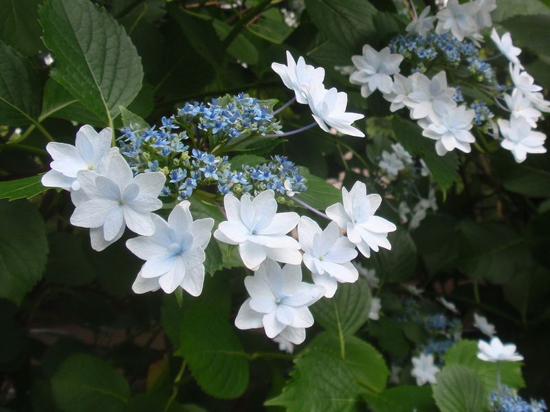 アジサイ2種 墨田の花火 渦紫陽花 Shibataのblog Bloguru