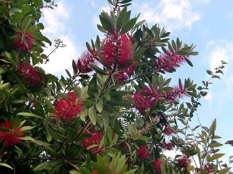 ブラシの木に赤い花が咲いています Shibataのblog Bloguru
