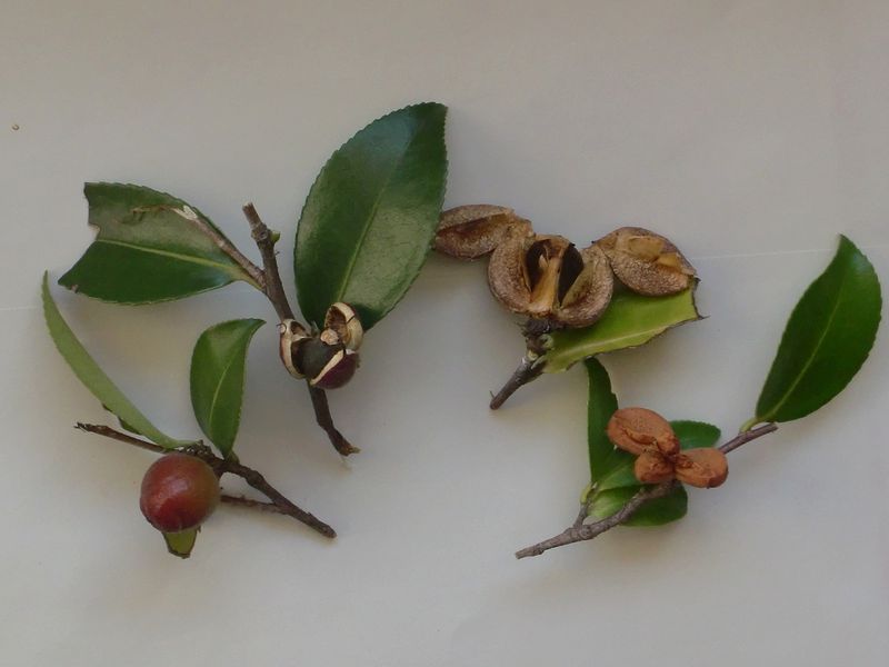 山茶花の実から種がはじけるまで Shibataのblog Bloguru