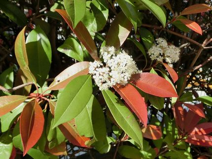 レッドロビン ベニカナメモチ の花 Shibataのblog Bloguru