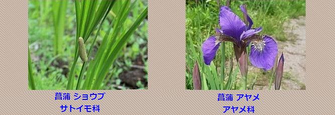 菖蒲湯に入れる菖蒲ショウブはサトイモ科 Shibataのblog Bloguru