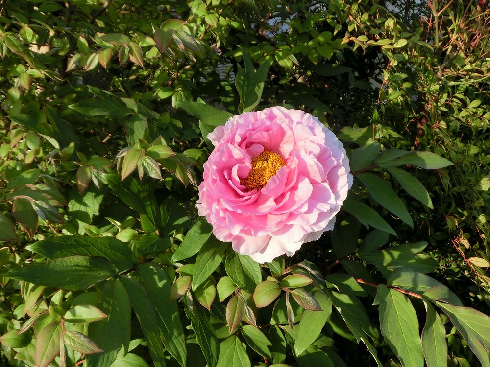 ベスト50 牡丹 の 季節 すべての美しい花の画像