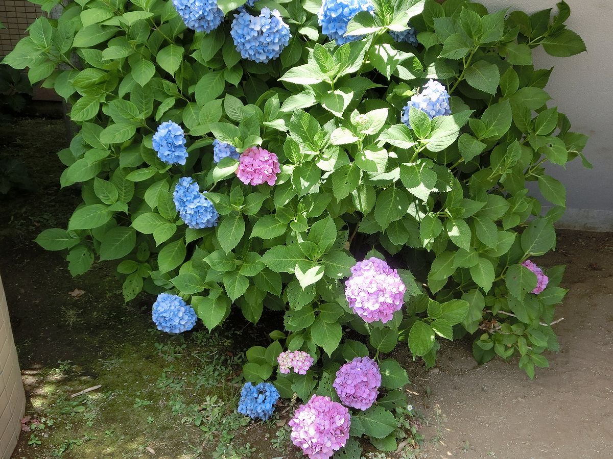 青と赤の花が咲いている紫陽花 Shibataのblog Bloguru