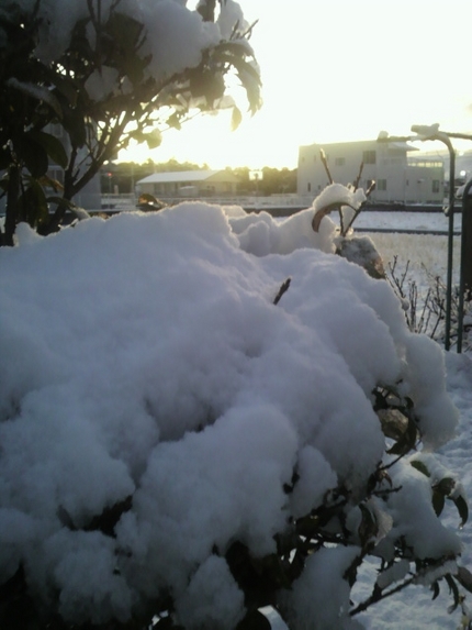 今朝の雪　１２／１７