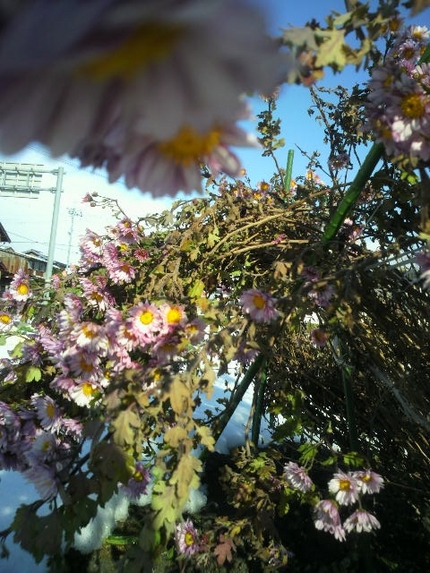 残菊　１／２