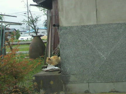 この猫は、､､