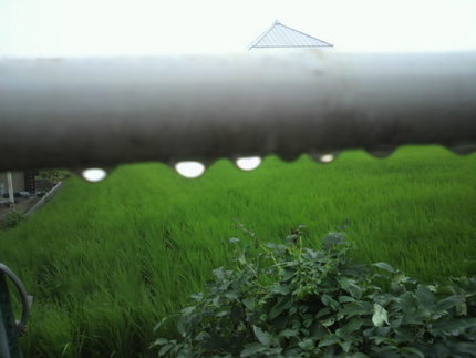 また雨に・・・