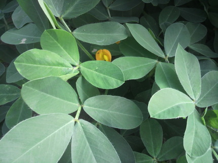 落花生の花？