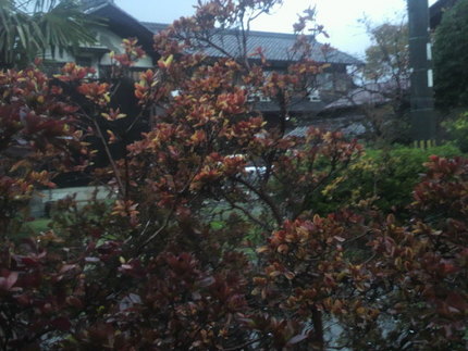 今朝は雨