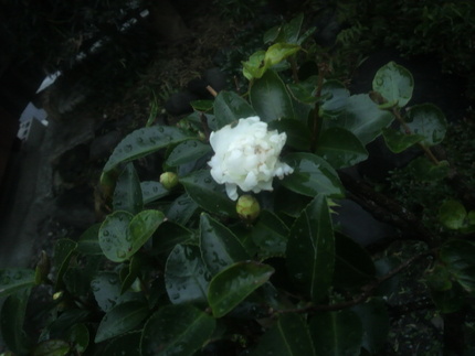 今朝の花