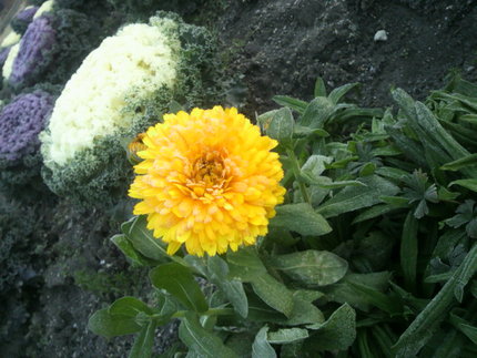 今朝の花
