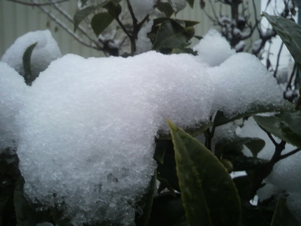今朝の雪