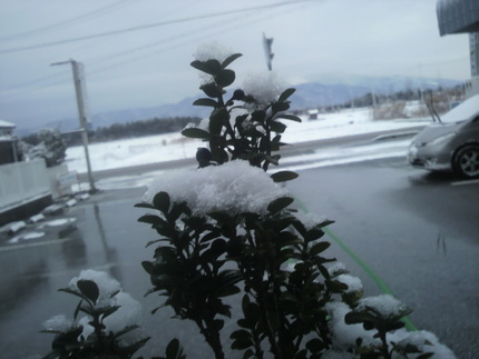 今朝の雪