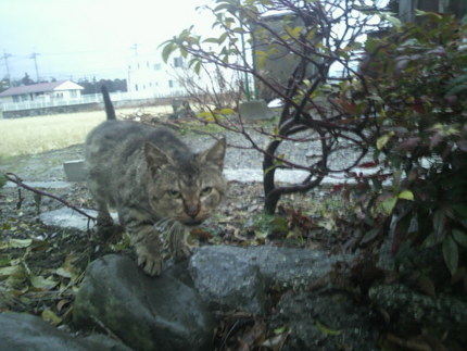 夕暮れの猫