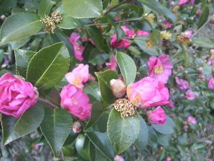 山茶花