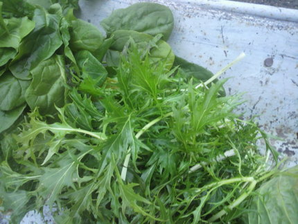 野菜