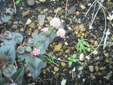 野の草花