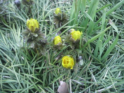 草むらの福寿草
