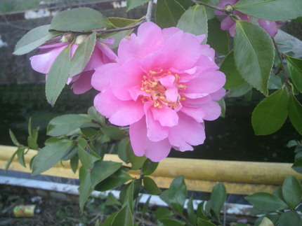 今朝の花