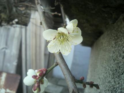 梅開花