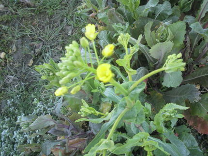 蕪の花