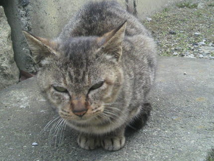 猫と