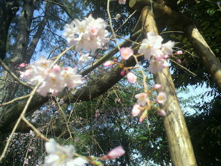 大垣の桜