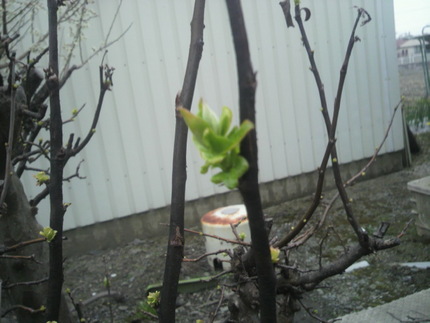 花梨