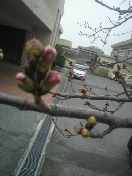 桜