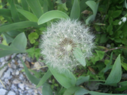 綿毛
