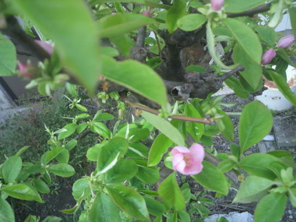 花梨