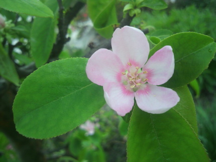 花梨の花