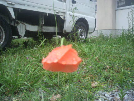 雨