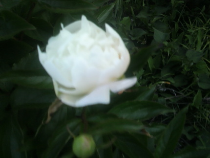芍薬
