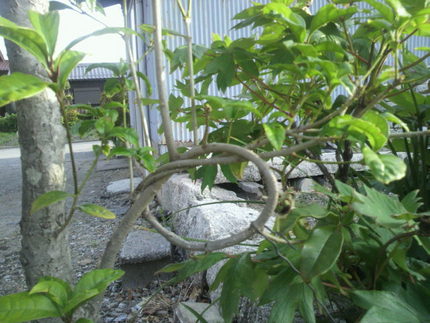 今朝の風