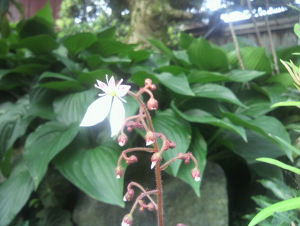 今朝の花