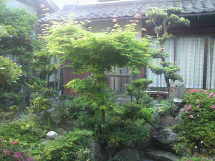 緑の朝