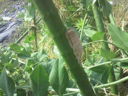 カマキリの卵かな