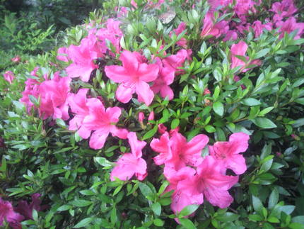 今朝の花