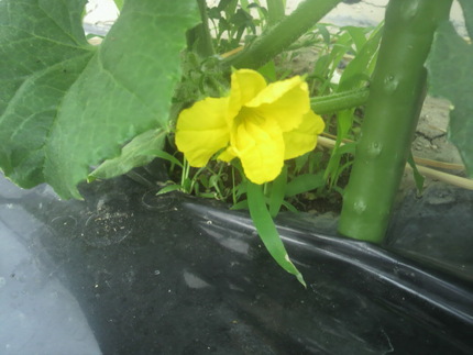 今朝の花